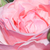 Roz - Trandafir pentru straturi Grandiflora - Floribunda - Queen Elizabeth